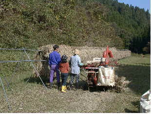 掛干しした米の脱穀作業